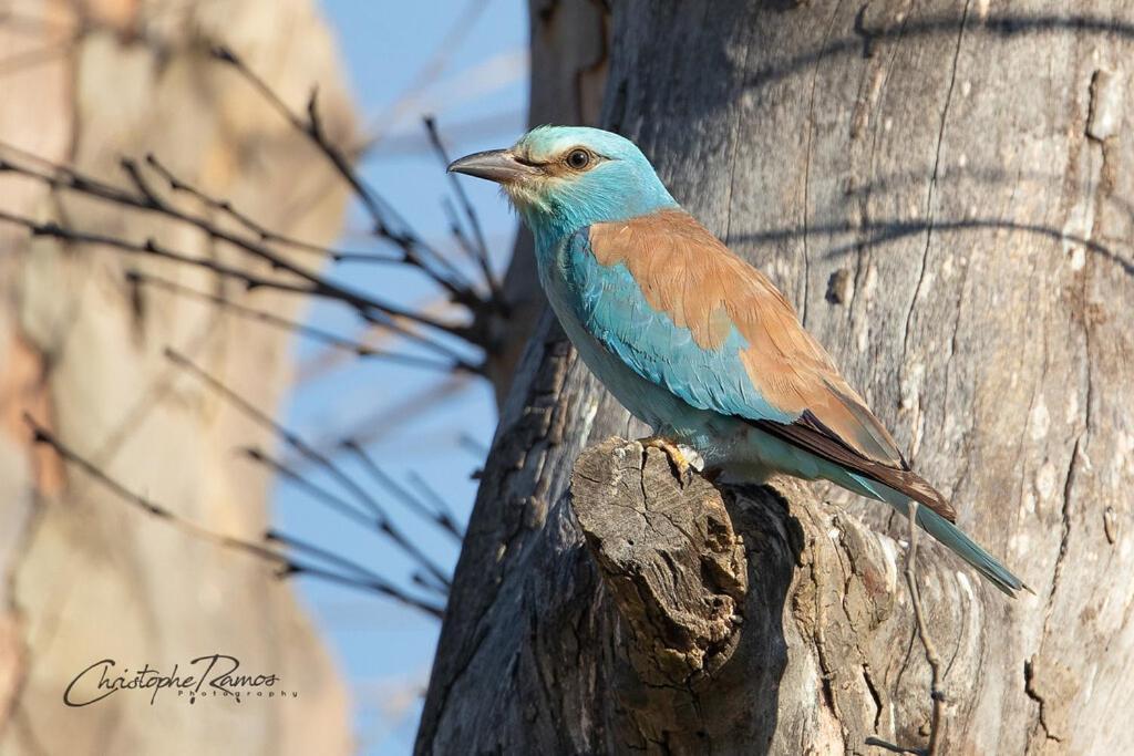 L'Oiseau Bleu Flamant Roubia Exterior foto